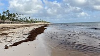 Punta Cana: praias para fugir ao sargaço | Viaje Comigo