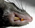 File:Black rat (Rattus rattus) -incisors-.JPG
