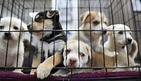 All 6 Los Angeles Animal Shelters Reach Capacity, Desperate For ...