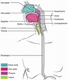 Faringe: Anatomía | Concise Medical Knowledge