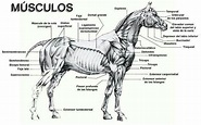 Músculos | Anatomía del caballo, Veterinaria y zootecnia, Anatomía del ...
