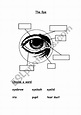 Free Printable Eye Worksheets - Free Printable Worksheet