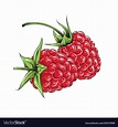 Hand drawn sketch of raspberry in color isolated Vector Image