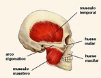 Los músculos de la cabeza: El Masetero | Odontología Virtual