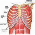 Relevant Surgical Anatomy of the Chest Wall - Thoracic Surgery Clinics