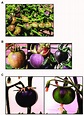 (A) Photo of Solanum chilense anthocyanin-spotted green ripe fruits ...