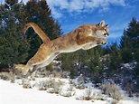 Cougar | Animal Wildlife