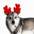 Midlee Christmas Reindeer Small Dog Antlers - Walmart.com