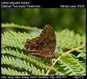 Lethe drypetis (Hewitson, 1863) - Two-eyed Treebrown | Butterfly