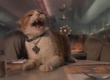 17 'Purrfect' Cats From Movies And Television That We All Know And Love