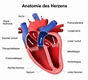 Das Herz | Anatomie und Funktionsweise der organischen "Pumpe"