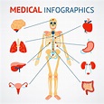 Human organs infographic 438768 Vector Art at Vecteezy