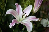 14 Stunning Lily Varieties to Plant