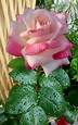 Pin by Florentino Pilco Condori on Flores rosadas | Beautiful rose ...