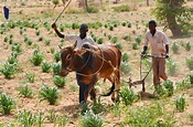 Nigerdiaspora - Zinder/Campagne agricole 2019 : 90 % des villages ...