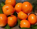Granulated Sugar Orange - China sweet taste as sugar and easy to peel