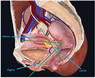 Anatomy of the Uterus | Female Reproductive Anatomy | Geeky Medics