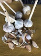 Rocambole Garlic Bulbils garlic Seed - Etsy Hong Kong