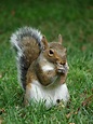 File:Gray squirrel (Sciurus carolinensis) in Boston Public Garden ...