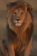 León. (Panthera leo) es un mamífero carnívoro de la familia de los ...