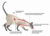 Cerebro y sistema nervioso de los gatos | TODO GATOS