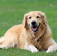 Golden Retriever - Free photo on Pixabay