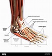 Anatomy of human foot with labels Stock Photo - Alamy