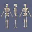 Menschliches Skelett Diagramm Vektor 640195 Vektor Kunst bei Vecteezy