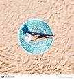 Aerial Drone View Of Woman In Swimsuit Bikini Relaxing On Beach - a ...