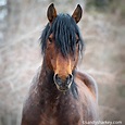 Where to see wild horses in canada