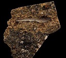 Chomatodus tooth | Buried Treasure Fossils | Buried Treasure Fossils