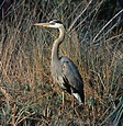 Heron | Wading Bird, Long Legs & Fishing Habits | Britannica