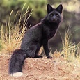 Black fox . . . Follow:@animalvillage91 @animalvillage91 #fox#blackfox# ...