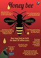 Infographic about bees | Bee, Fun facts about bees, Bee wings