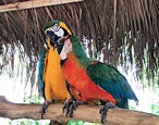 Unique Experiences at Jungle Island in Miami