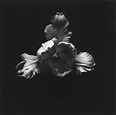 ROBERT MAPPLETHORPE (1946-1989) , Tulip, 1984 | Christie's