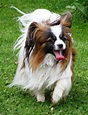 Papillon Dog Breed - Pictures, Information, Temperament ...