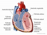 Cómo funciona el corazón - Qué aspecto tiene el corazón | NHLBI, NIH