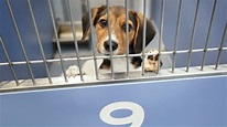 LA Animal Services Pleads for Public to Adopt as Shelters Reach Full ...