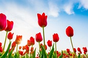 Top 10 Early-Blooming Flowers in Spring Season | Blog - MyFlowerTree