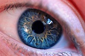 Free photo: Blue Human Eye - Blue eyes, Close -up, Colors - Free ...