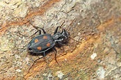 Carabidae (Ground Beetle) - Jamiun's Photography