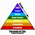pyramidchart-pyramidoflifebioorganizationwitharrow - BIOLOGY JUNCTION