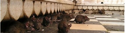 So funktioniert die Rattenbekämpfung - Kammerjäger Ratgeber