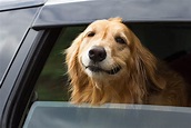 dog, window, car, caine, funny, face, smile, HD wallpaper | Peakpx