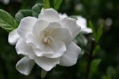 Gardenia, White August Beauty Flower, 4 Inch Pot - Walmart.com ...