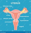 Uterus and Ovaries, Organs of Female Reproductive System Stock Vector ...