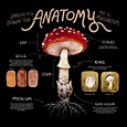 Anatomy of a Mushroom — Jamie Green