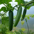 Cucumis sativus (Cucumber, Cucumbers, Garden Cucumber, Garden Cucumbers ...