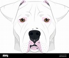 Argentinian Dogo dog isolated on white background vector illustration ...